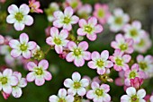 SAXIFRAGA ELF