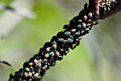 BLACK FLY ON SAMBUCUS