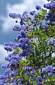 CEANOTHUS