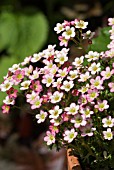 SAXIFRAGA ELF