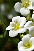 SAXIFRAGA