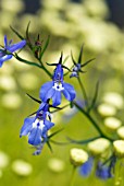 LOBELIA ROBERTII