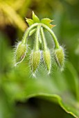 PELARGONIUM BUDS EMERGING