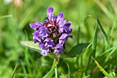 PRUNELLA VULGARIS