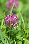 CLOVER IN LAWN