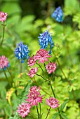 ASTRANTIA AND CORYLOPSIS