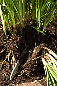 DIVIDING AGAPANTHUS