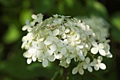 HYDRANGEA PANICULATA LIMELIGHT