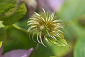 SEEDHEAD CLEMATIS HAGLEY HYBRID