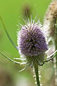 DIPSACUS FULLONUM