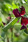 LATHYRUS GOING TO SEED