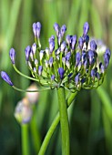 AGAPANTHUS HEADBOURNE HYBRIDS