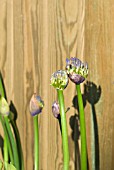 AGAPANTHUS HEADBOURNE HYBRIDS