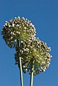 LEEK SEEDHEADS