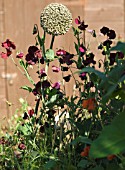 LEEK SEEDHEAD AND SWEET PEA