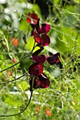 LATHYRUS BEAUJOLAIS