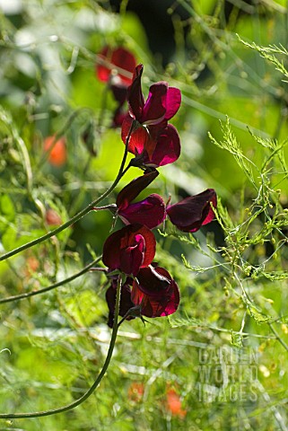 LATHYRUS_BEAUJOLAIS