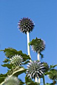 ECHINOPS RITRO