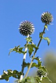 ECHINOPS RITRO