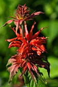 MONARDA CAMBRIDGE SCARLET