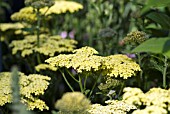 ACHILLEA CREDO