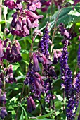 PENSTEMON RAVEN WITH SALVIA