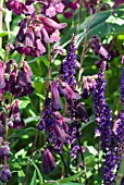 PENSTEMON RAVEN WITH SALVIA