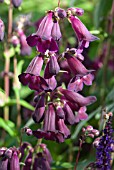 PENSTEMON RAVEN