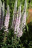 VERONICA LONGIFOLIA PINK EVELINE