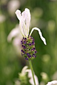 LAVANDULA BALLERINA