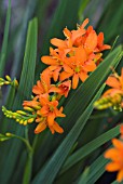 CROCOSMIA MISTRAL