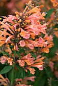 AGASTACHE SUMMER SUNSET