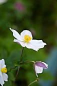 ANEMONE WILD SWAN