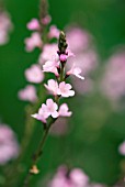 VERBENA BRAMPTON