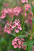 DIASCIA PERSONATA HOPLEYS