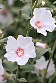 LAVATERA X CLEMENTII GREY BEAUTY