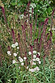 LYSIMACHIA ATROPURPUREA BEAUJOLAIS, ASTRANTIA AND GRASSES