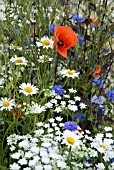 MIXED WILDFLOWERS