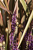 PHORMIUM AND SALVIA NEMOROSA