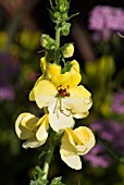 VERBASCUM BUTTERCUP