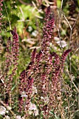 LYSIMACHIA ATROPURPUREA BEAUJOLAIS, ASTRANTIA AND GRASSES