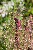 LYSIMACHIA ATROPURPUREA BEAUJOLAIS, ASTRANTIA AND GRASSES