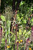 LYSIMACHIA ATROPURPUREA BEAUJOLAIS, ASTRANTIA AND GRASSES