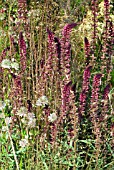 LYSIMACHIA ATROPURPUREA BEAUJOLAIS, ASTRANTIA AND GRASSES