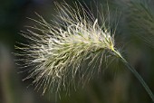 PENNISETUM VILLOSUM