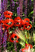 PAPAVER COMMUTATUM WITH SALVIA NEMOROSA CARADONNA