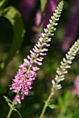 VERONICA LONGIFOLIA PINK DAMASK