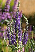 VERONICA LONGIFOLIA BLAURIENSIN