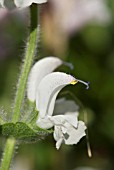 SALVIA ARGENTEA ARTEMIS