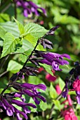 SALVIA GUARANTICA